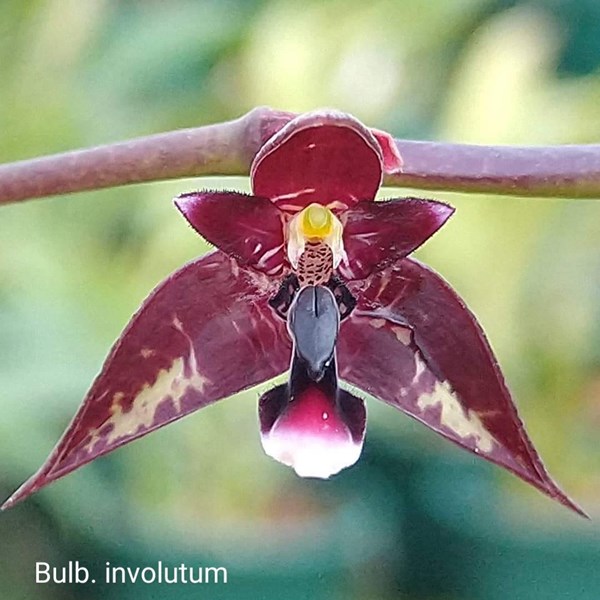 Orquídea Bulbophyllum involutum - Orquiloja