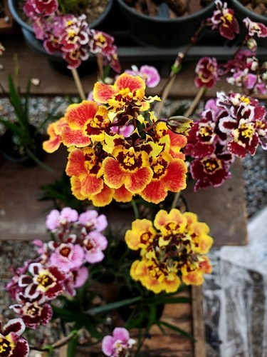 Orquídea Tolumnia Planta Adulta Cores Mistas