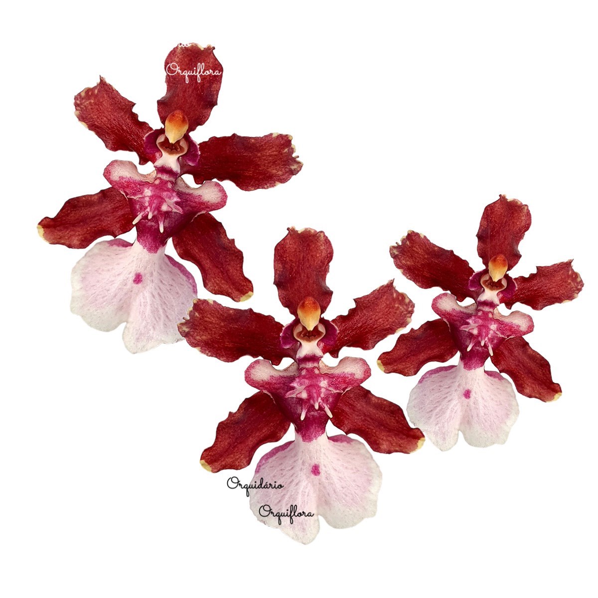 Orquídea  Chocolate  Oncidium  Sharry  Baby.