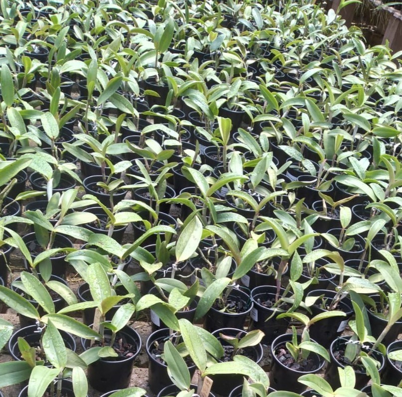 Cattleya amethystoglossa (tipo select x pincelada)