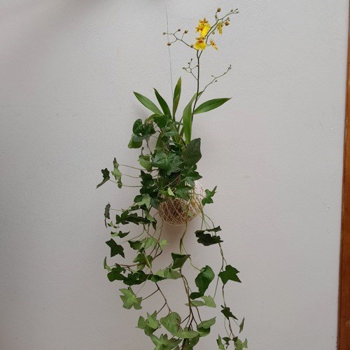 Kokedama duo Chuva de ouro com Hera estrela (Oncidium aloha)