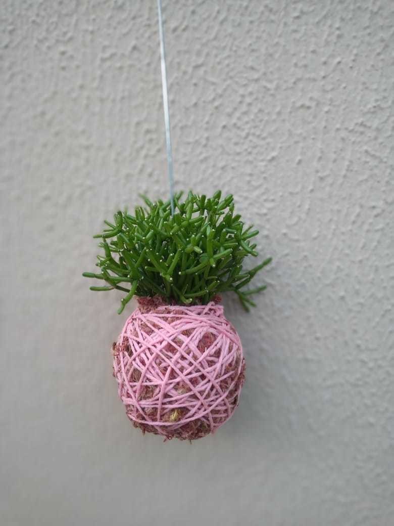 Kokedama de Folhagem Ripsalis