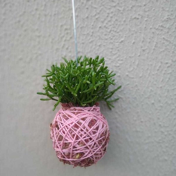 Kokedama de Folhagem Ripsalis