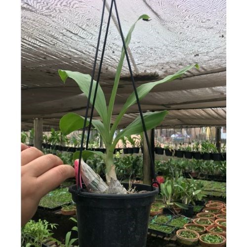 Ctsm Joao Stivalli # 14