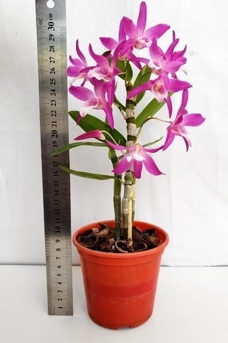 Kit 2 Orquídeas Dendrobium Stardust's ! Plantas Adultas !