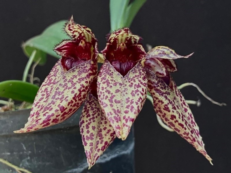 Bulbophyllum (Crownpoint x frostii)