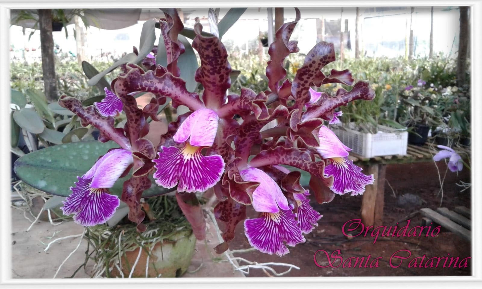 Orquídea Cattleya schilleriana Tipo