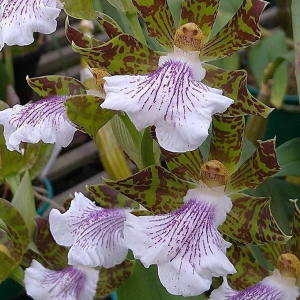 Orquídea Zygopetalum crinitum - Orquiloja