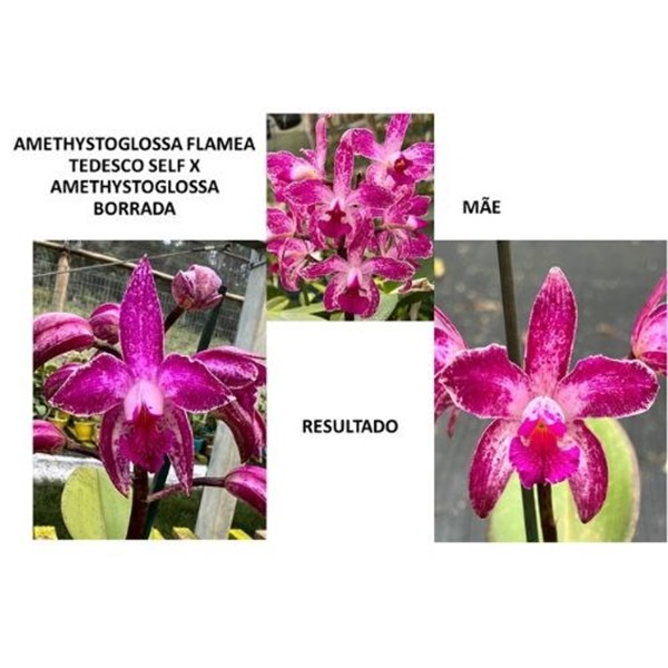 Orquídea Cattleya amethystoglossa concolor flamea tedesco selfxCattleya amethystoglossa borrada 