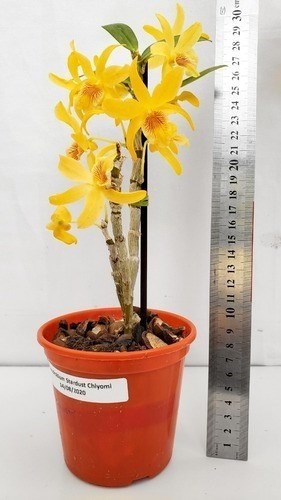 Kit 2 Orquídeas Dendrobium Stardust's ! Plantas Adultas !