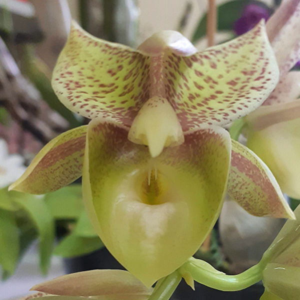Orquídea Catasetum Sumani - Adulto - Orquiloja