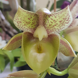 Catasetum Sumani - ADULTO - POTE 15