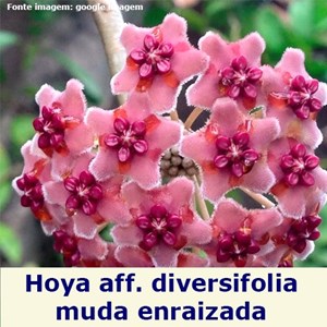Flor de cera Hoya aff. diversifolia muda enraizada no pote nº 6