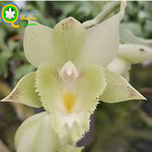 Catasetum Elaine Chambers XOXO - ADULTO