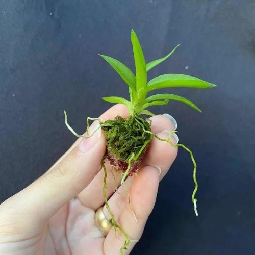 Kit com 10 Mudas De Orquídea Para Replantar