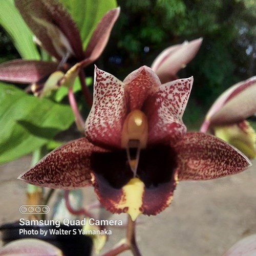 Catasetum Broga Black Leopard - Adulto