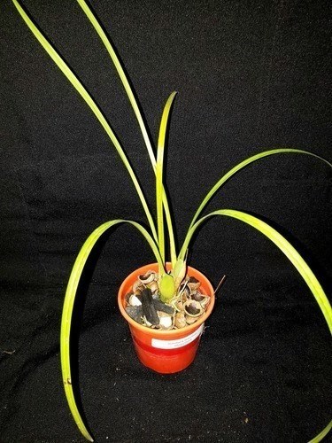Orquidea Maxillaria tenuifolia Adulta. Cheirinho De Coco.!!!