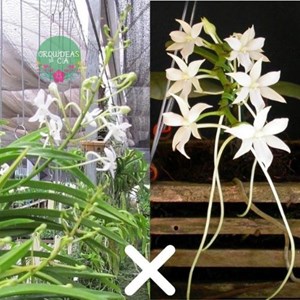 Orquídea Aerangis articulata x Neofiletia falcata