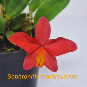 Orquídea Sophronitis mantiqueirae