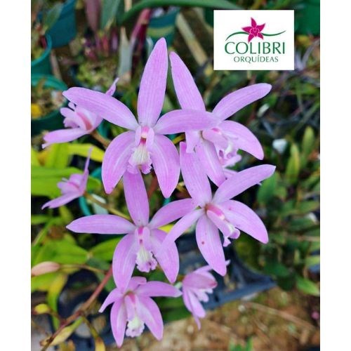 Orqu&#237;dea Hoffmannseggella alvarenguensis