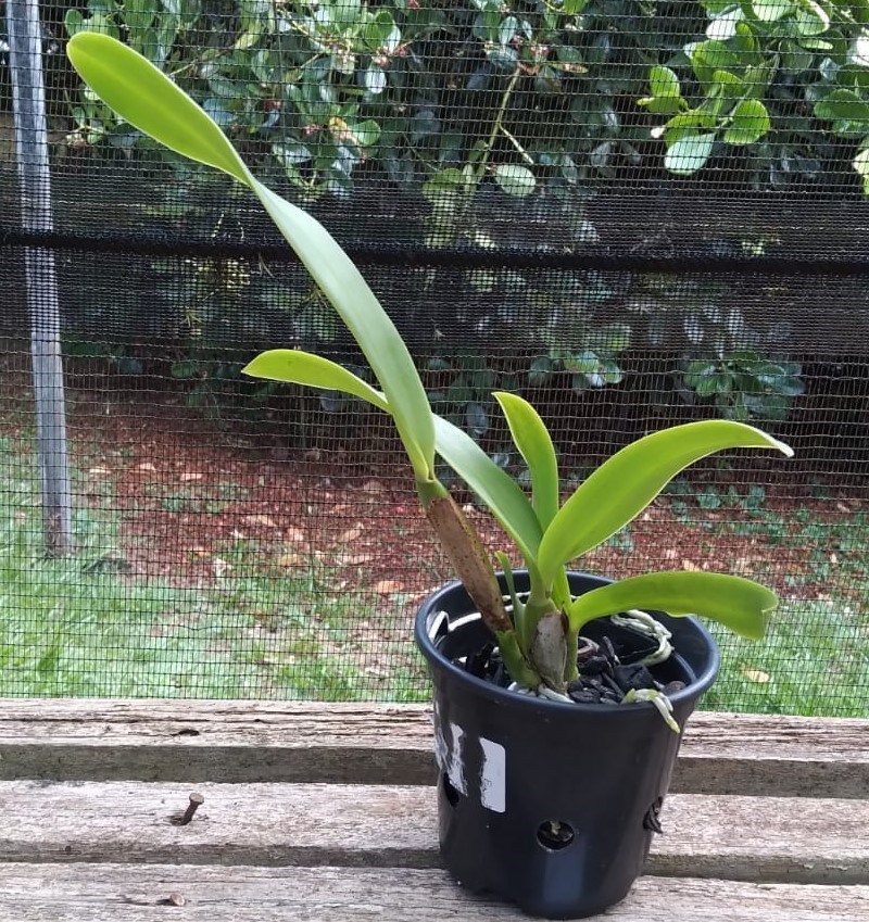 Cattleya (lueddemanniana coerulia x deckeri coerulia) - S7134