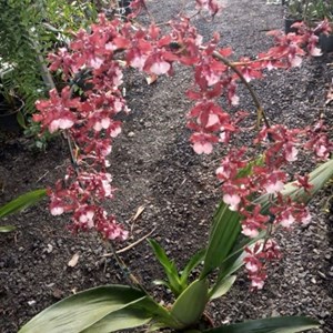 Oncidium Sharry baby (Orquídea chocolate)