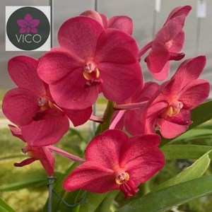 Orquídea Vanda Udomchai Beauty