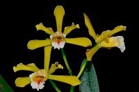 Brasilaelia xanthyna