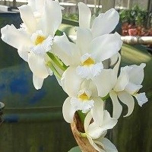 Cattleya amethystoglossa ( alba Lorena x Alba Bela Vista )