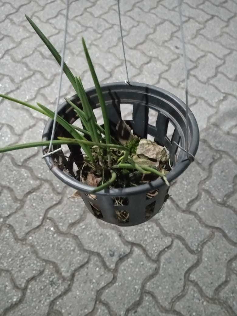 Orquídea Leptotes bicolor