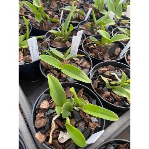 Orquídea Cattleya schilleriana semi alba  N1 X Semi Alba Kadogushi