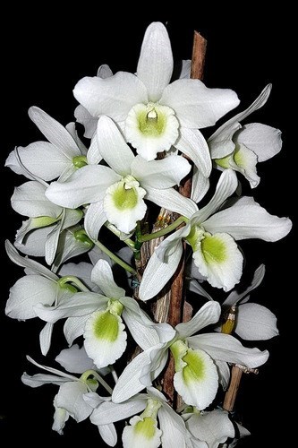 Orquídea Dendrobium Spring Dream Apollon Planta Adulta Flor Branca