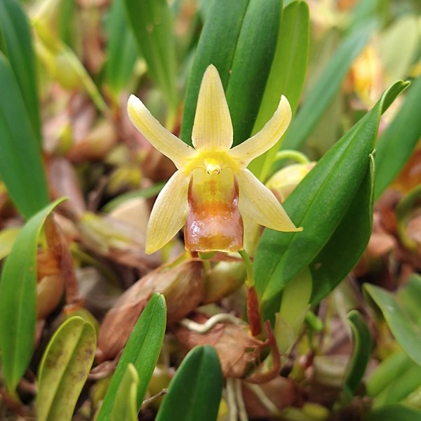 Orquídea Epigeneium nakaharae (touceira)