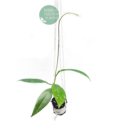 Combo das flores de cera graúdas nº 1 mudas enraizadas no pote nº 6