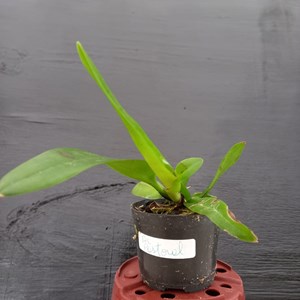 Orquídea Bc pastoral alba - muda