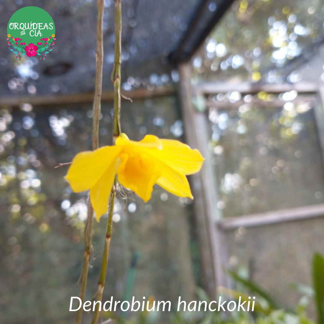 Orquídea Dendrobium hanckokii