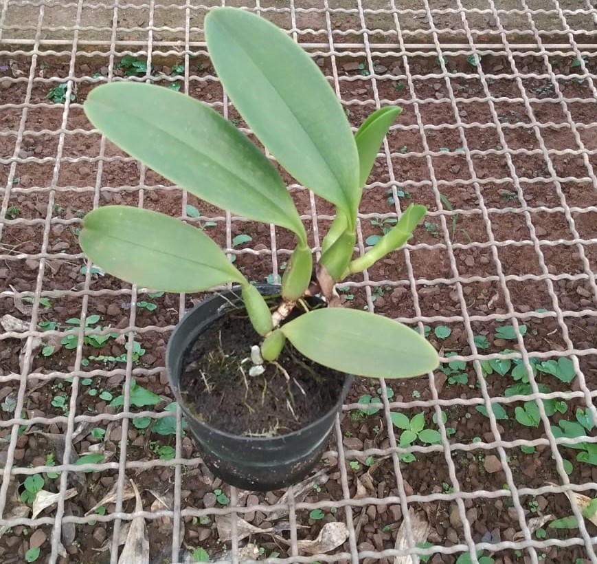 Bulbophyllum (afarkianum x cominsii)