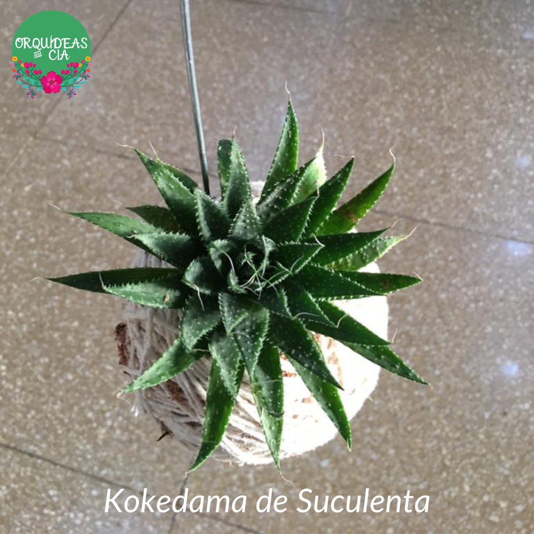 Kokedama de Folhagem Suculenta
