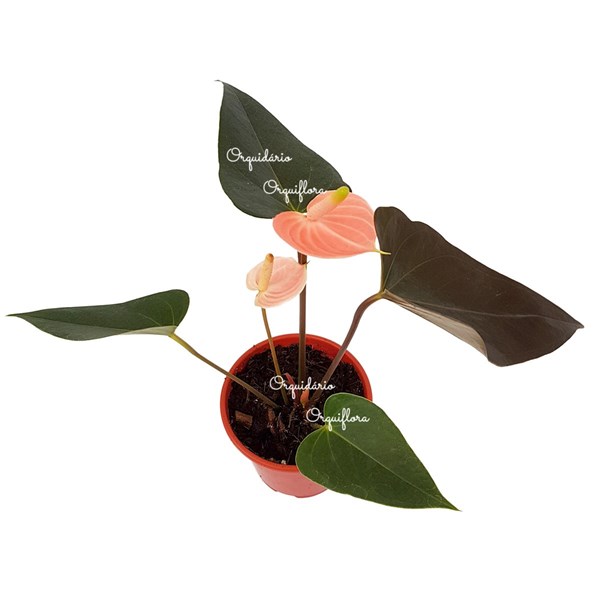 Mini Antúrio Flor Rosé Planta Natural Adulta Com Vaso - Orquiloja