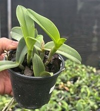 Cattleya schilleriana albescens