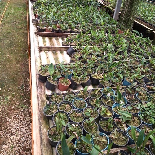 Kit 10 Mudas de Cattleya Pequenas coloridas com identificação