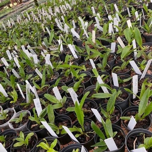 Kit com 10 Mudas De Orquídea Cattleya Diversas Cores