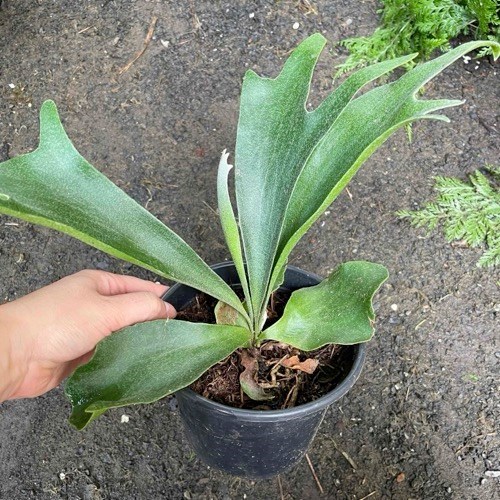 Folhagem Chifre-de-Veado (Platycerium bifurcatum)