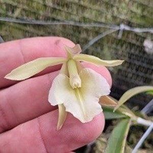 Registro Disponível: Brassavola tuberculata x Epidendrum coronatum