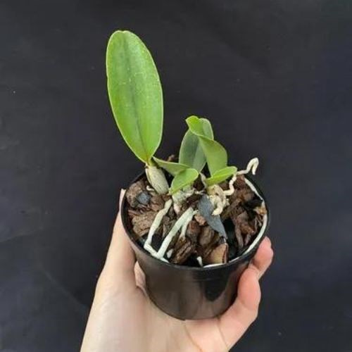 Orquídea Cattleya walkeriana 'tipo' (muda)