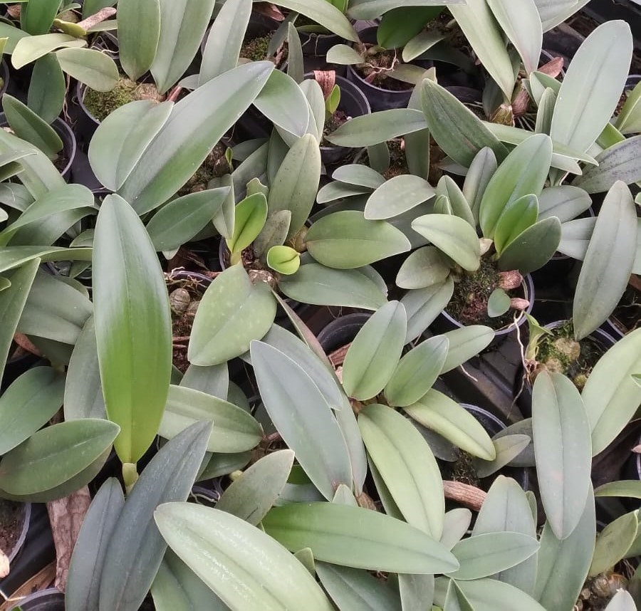 Bulbophyllum (phalaenopsis x frostii)