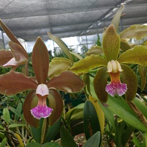 Orquídea Cattleya granulosa (verde × marrom)