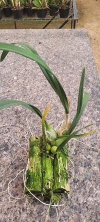 Encyclia  randii  alba