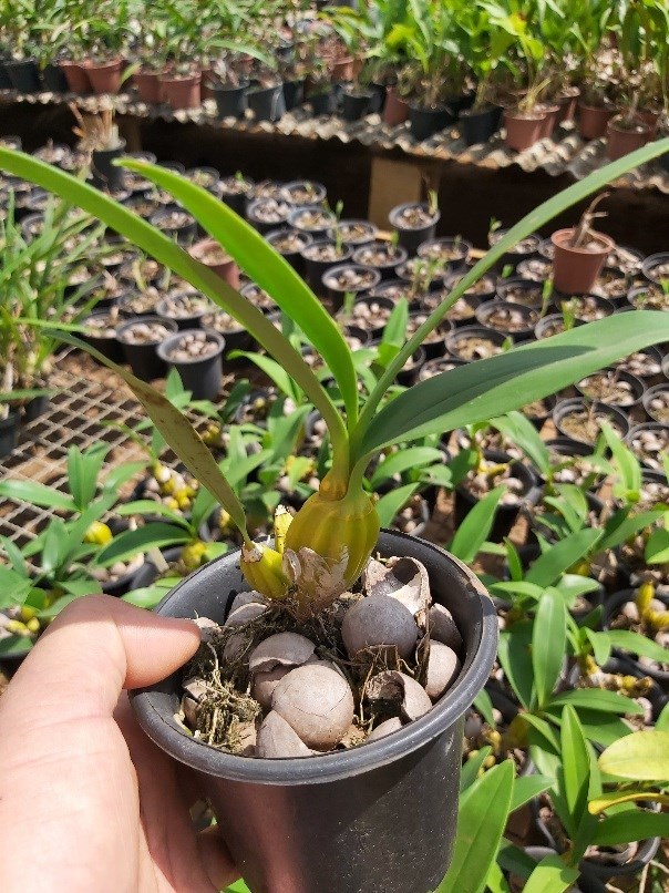 Orquídea Dendrobium chrisotoxum