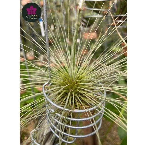 Tillandsia Argentea
